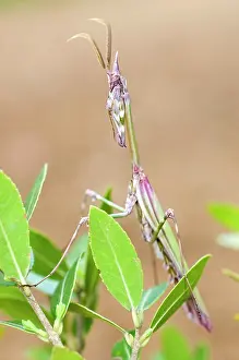 Conehead: Cone-head Mantis - adult male