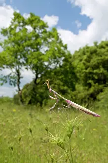Conehead: Cone-head Mantis - in habitat