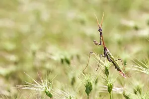 Conehead: Cone-head Mantis - in habitat