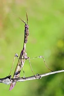 Conehead: Cone-head Mantis - male