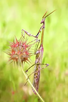 Conehead: Cone-head Mantis - male