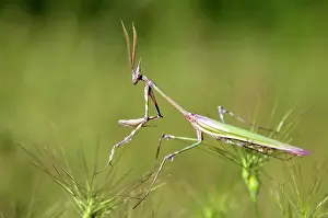 Conehead: Cone-head Mantis - male