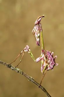 Conehead: Cone-head Mantis - nymph