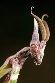 Evil: Cone-head Mantis - nymph