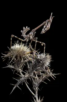 Conehead: Cone-head Mantis - nymph in the night