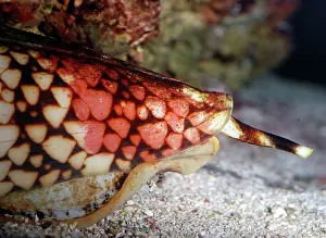 Deadly: Cone Shell - deadly poisonous mollusc