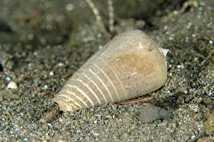 Conus: Cone Shell with siphon extended on sand Torpedo
