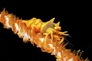 Xenocarcinus: Cone spider crab (Xenocarcinus tuberculatus), Wire