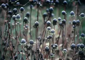 Rudbeckia: Coneflower