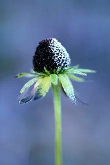 Rudbeckia: Coneflower