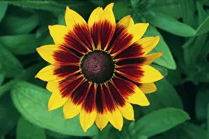 Rudbeckia: Coneflower