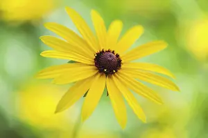 Rudbeckia: Coneflower