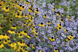 Rudbeckia: Coneflower