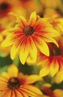 Rudbeckia: Coneflower
