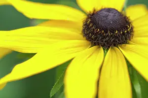 Rudbeckia: Coneflower