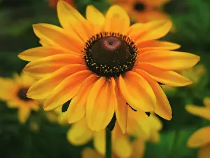 Rudbeckia: Coneflower
