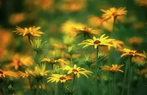 Rudbeckia: Coneflower