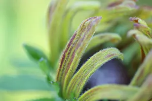 Rudbeckia: Coneflower