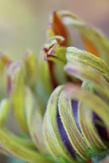 Rudbeckia: Coneflower