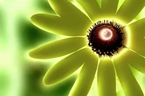 Unexplained: Coneflower