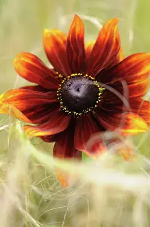 Rudbeckia: Coneflower