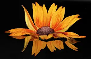 Rudbeckia: Coneflower