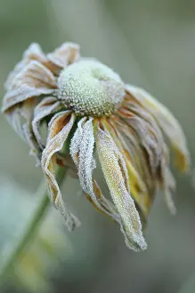 Rudbeckia: Coneflower