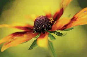 Rudbeckia: Coneflower