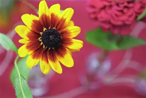 Rudbeckia: Coneflower