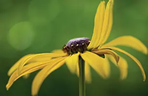 Rudbeckia: Coneflower