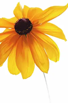 Rudbeckia: Coneflower