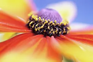 Rudbeckia: Coneflower