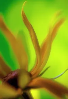 Rudbeckia: Coneflower