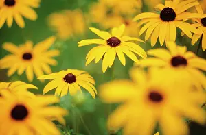 Rudbeckia: Coneflower