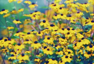 Rudbeckia: Coneflower