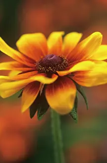Rudbeckia: Coneflower