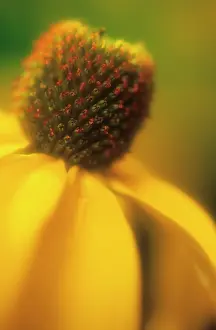 Rudbeckia: Coneflower