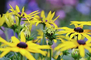 Strive: Coneflower