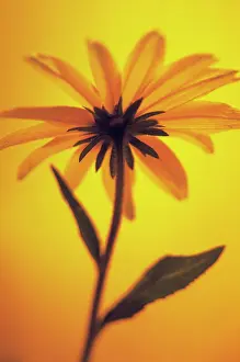 Rudbeckia: Coneflower