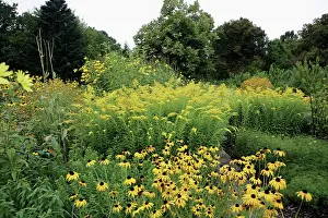 Blown: Coneflower