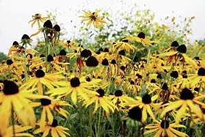 Rudbeckia: Coneflower