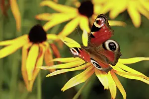 Cooperation: Coneflower