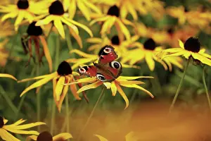 Cooperation: Coneflower