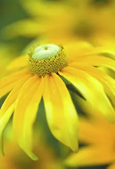 Joyful: Coneflower