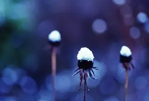 Maturing: Coneflower