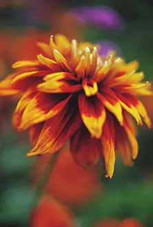 Layers: Coneflower
