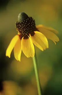 Nitida: Coneflower