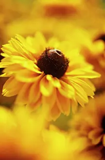 Fabulous: Coneflower