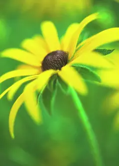 Rudbeckia: Coneflower