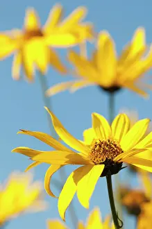 Cheery: Coneflower, Black-eyed Susan